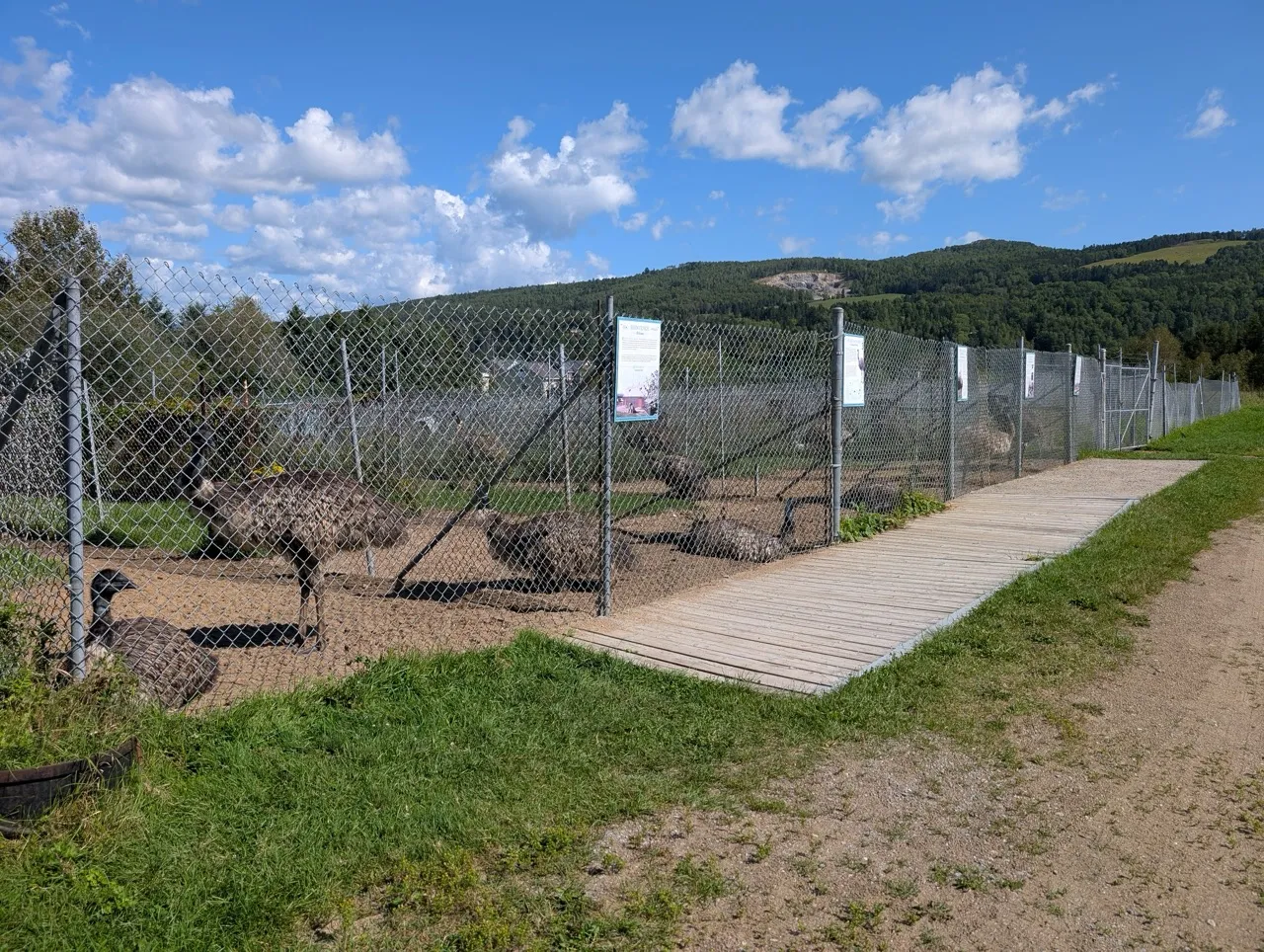 Enclosure for adult emus
