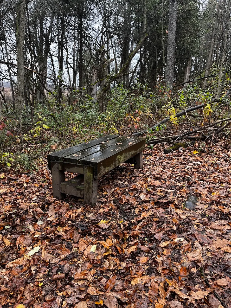 Banc en bordure de sentier