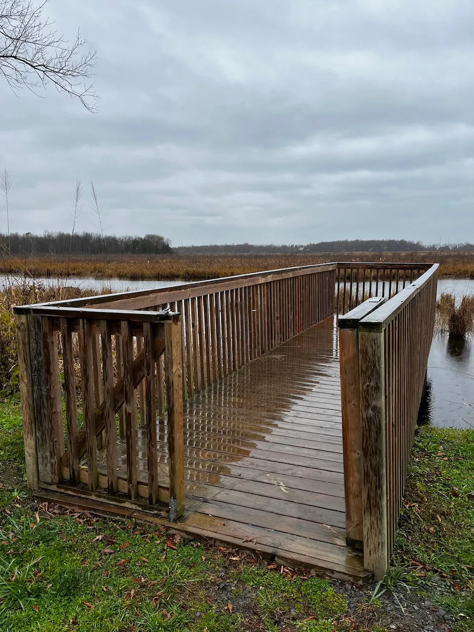 Plateforme d'observation au début du sentier - seuil de 4,5 cm et accès de 79 cm de largeur (partiellement accessible)
