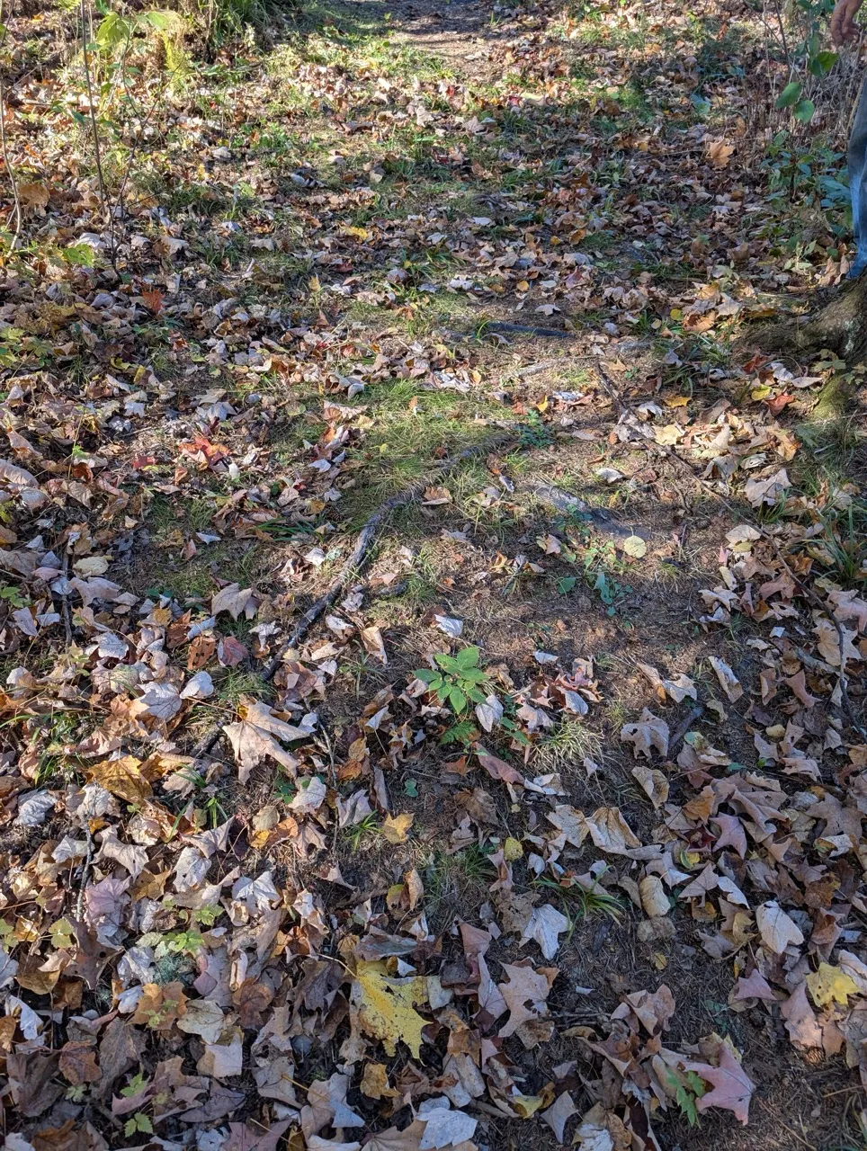 Path surface, some exposed roots
