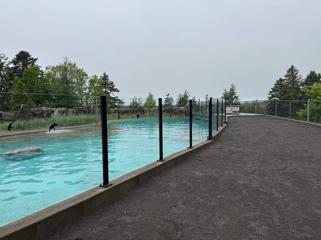 Bassin des phoques