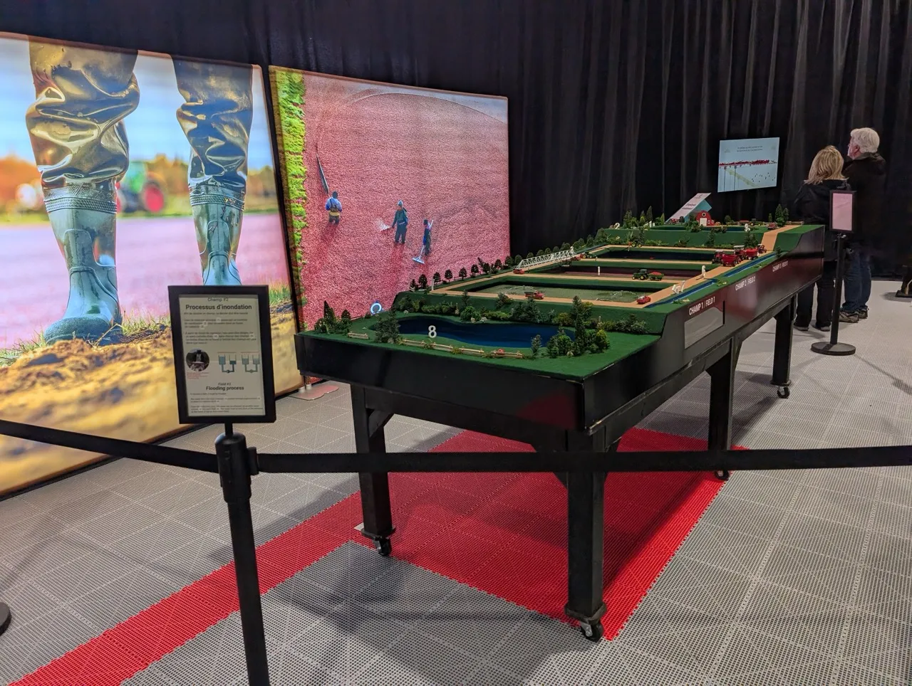 Model of the cranberry cultivation process