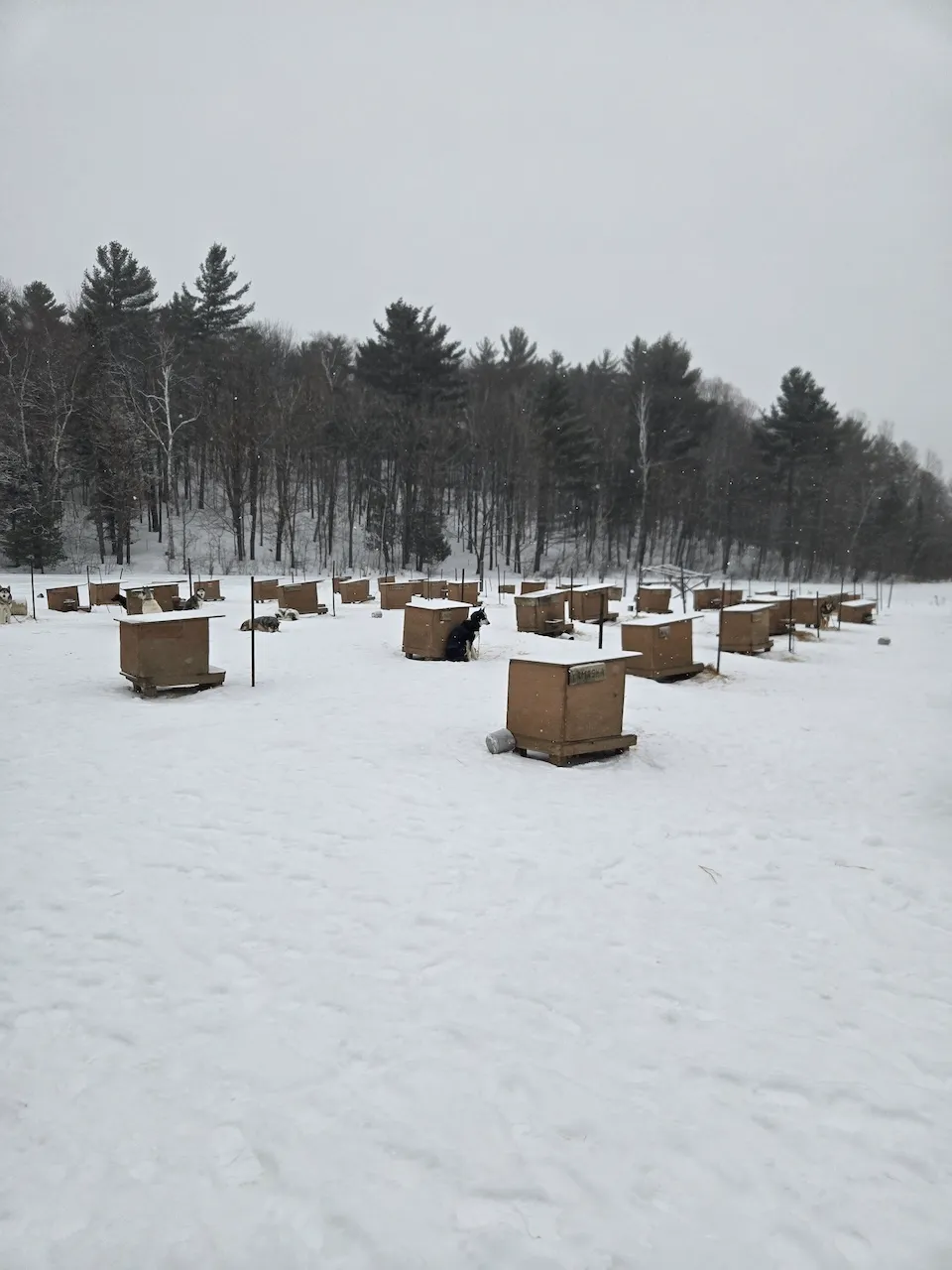 Sentier menant au chenil