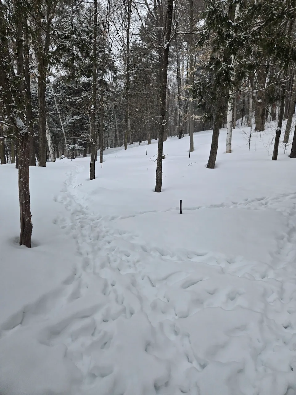 Emplacement du chenil (en été seulement)