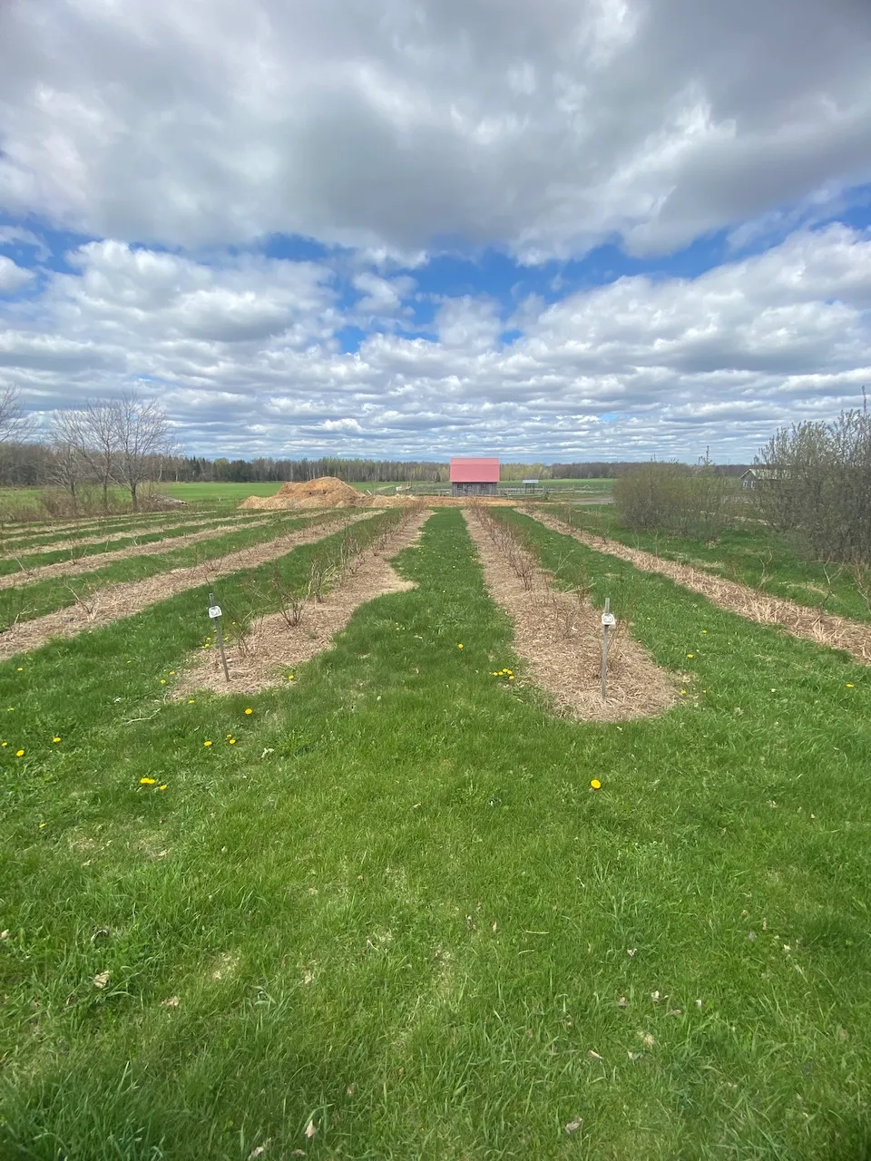 Field reserved for pick-your-own
