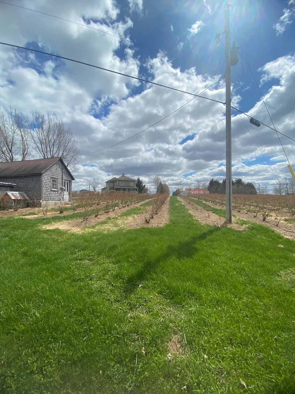Field reserved for pick-your-own
