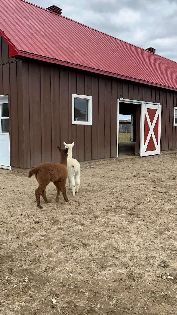 Alpagas d'Ham Nature