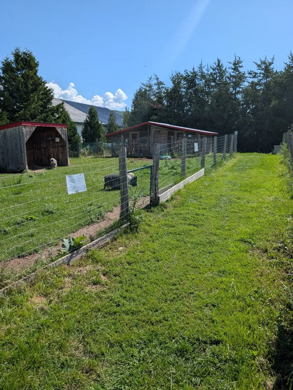 Animals on the property