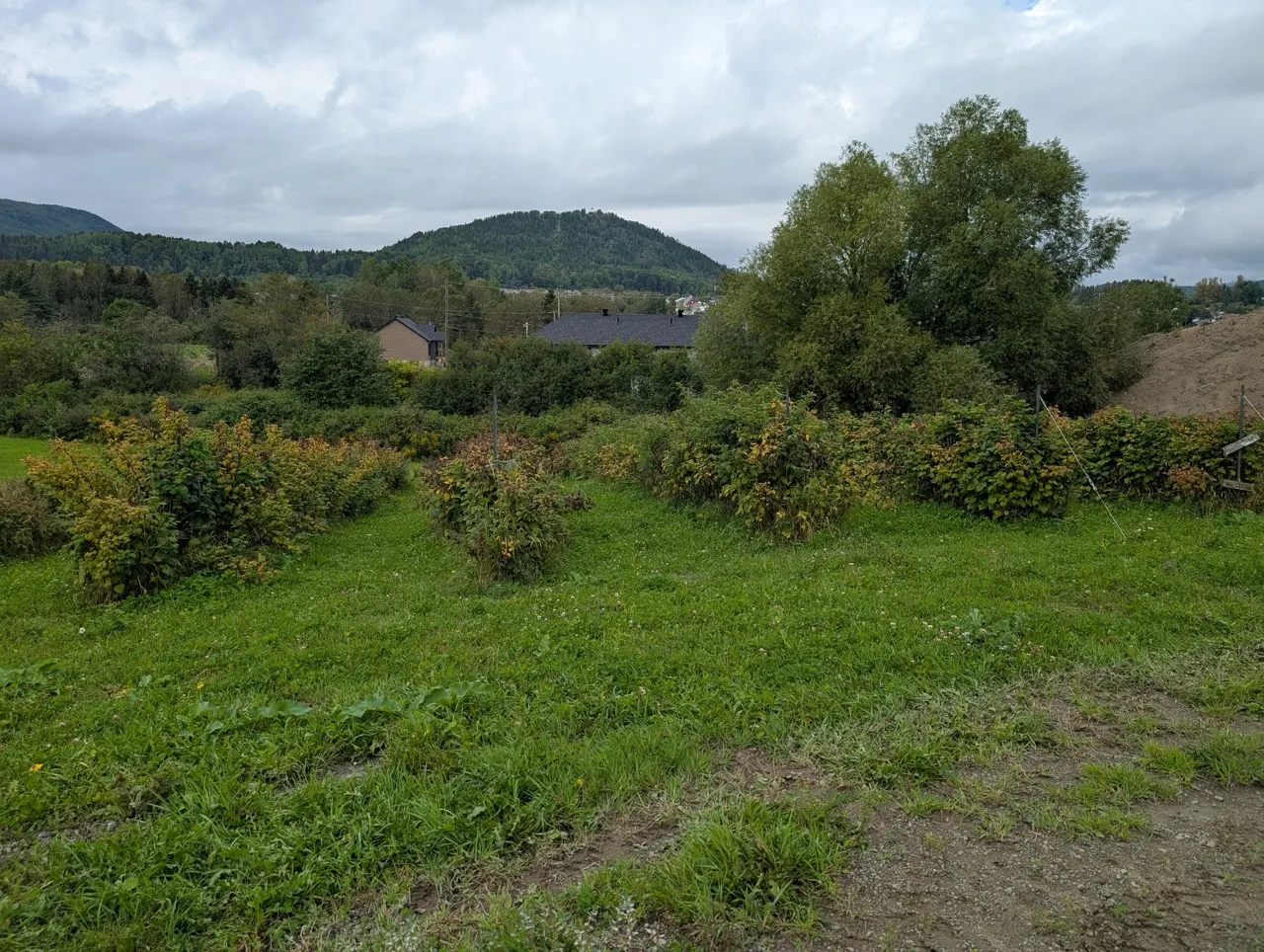 Strawberry fields