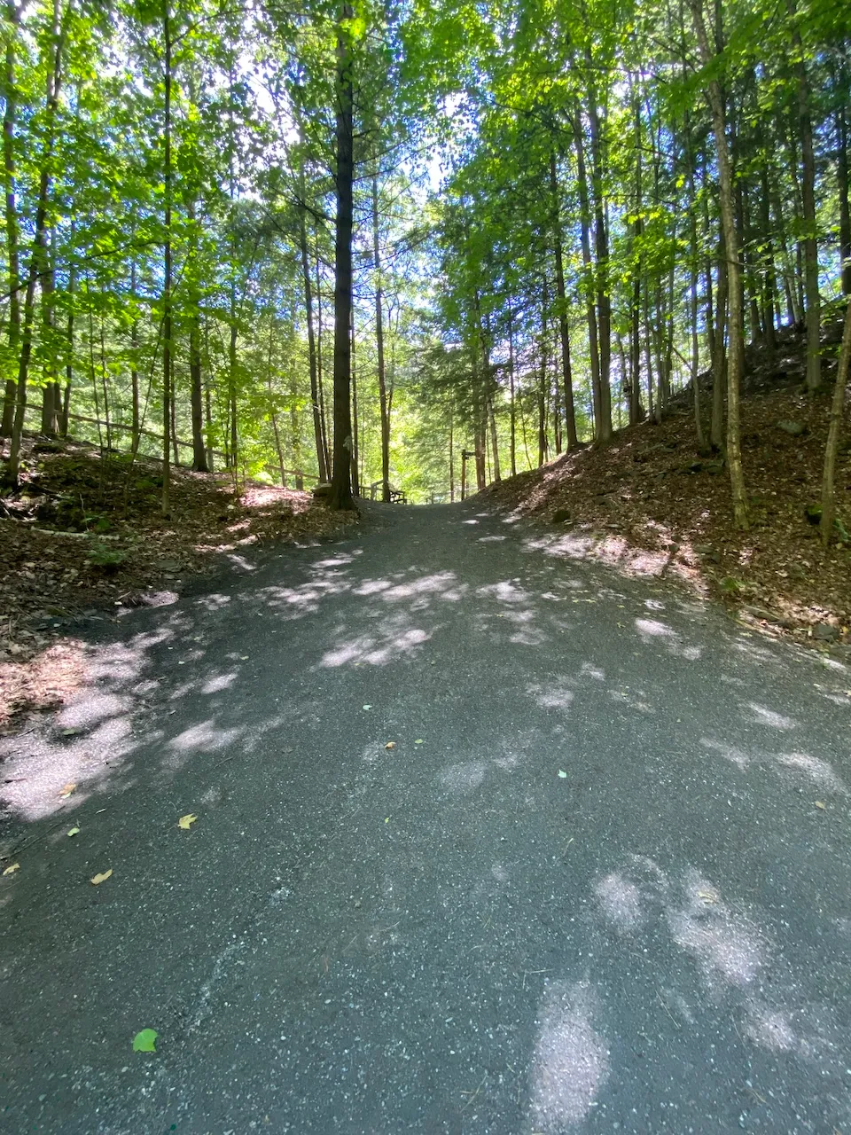 Foresta Lumina Trail