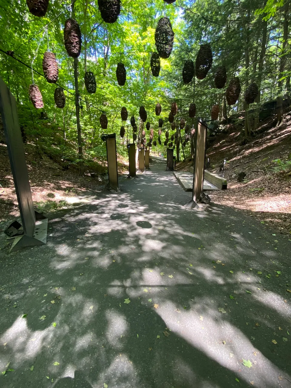 Start - Foresta Lumina